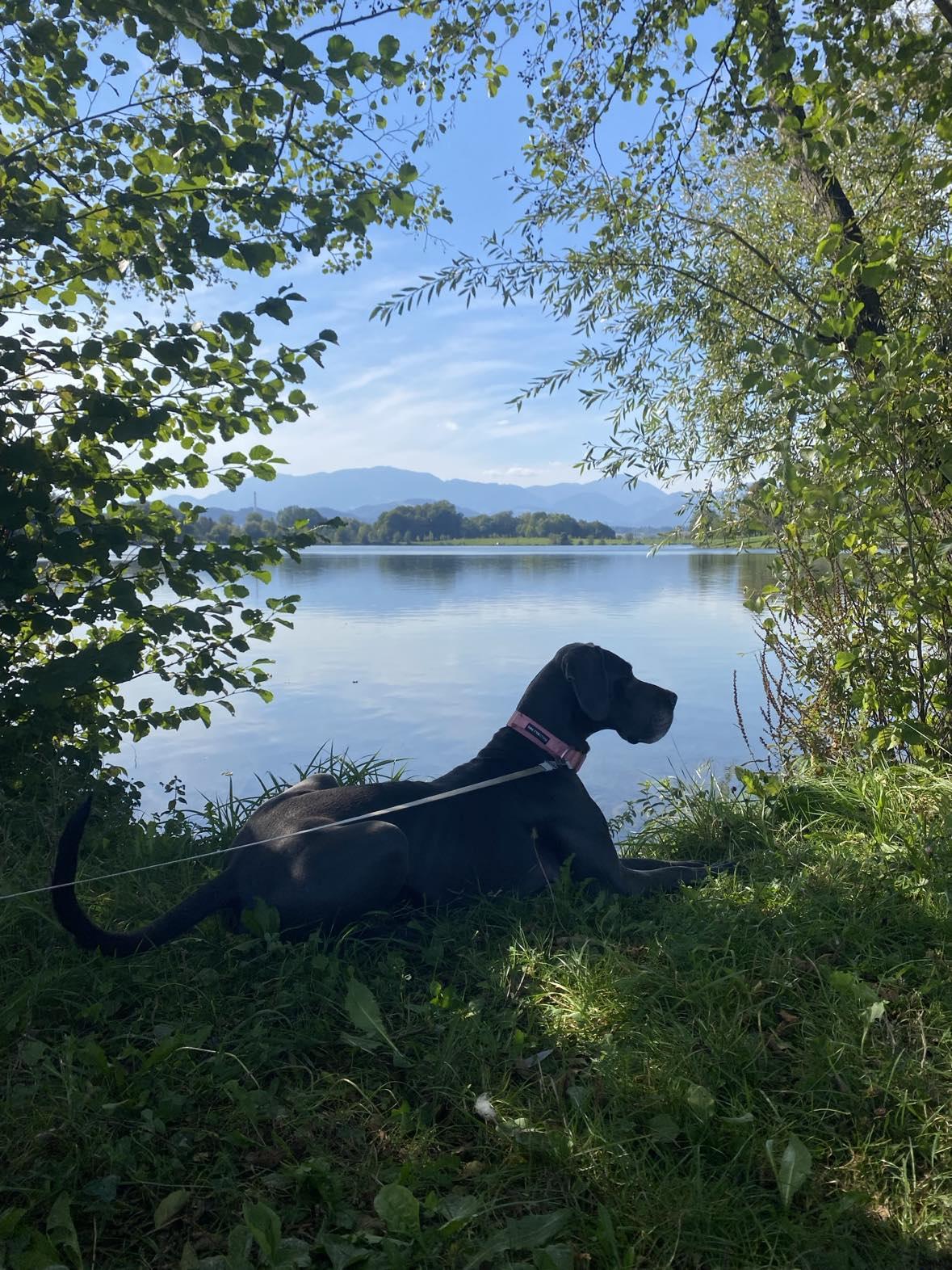 Hondentrimsalon Maldegem Hondentrimsalon Maldegem