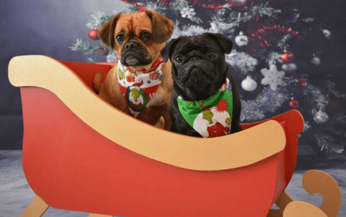 Vier Kerstmis tussen honderden mopshondjes in het Pug Cafe Vier Kerstmis tussen honderden mopshondjes in het Pug Cafe