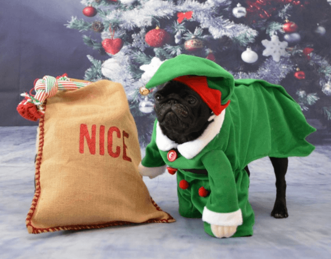 Vier Kerstmis tussen honderden mopshondjes in het Pug Cafe Vier Kerstmis tussen honderden mopshondjes in het Pug Cafe