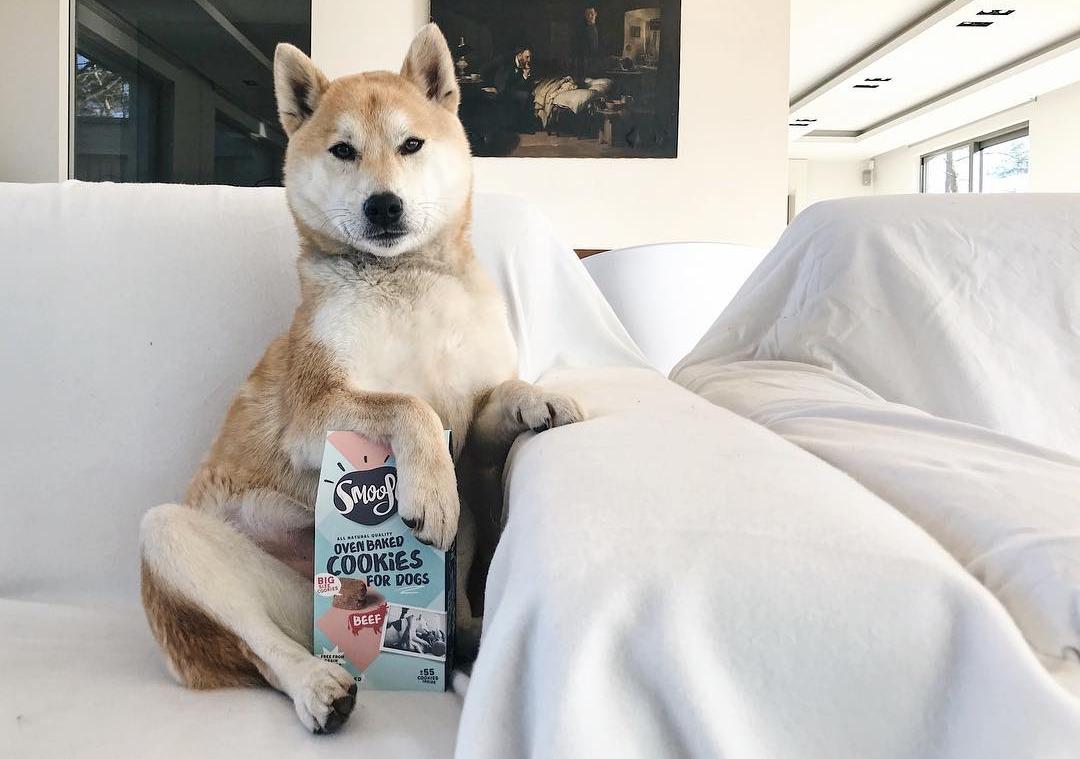 Gezonde snacks voor honden Gezonde snacks voor honden